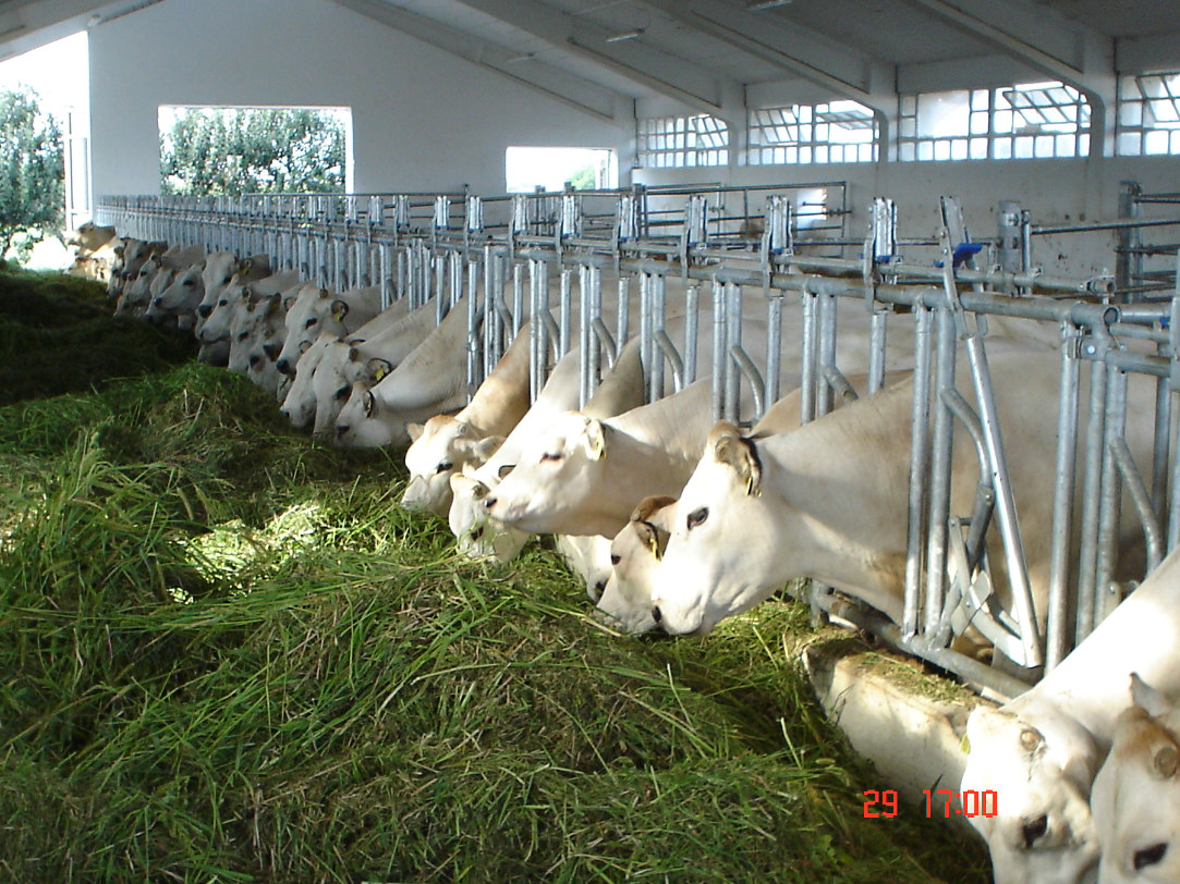 Benessere A Colori Latte Nelle Scuole