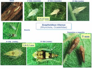 Scaphoideus titanus