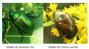 cetonia aurata anomala vitis