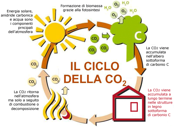 Il ciclo dell'anidride carbonica