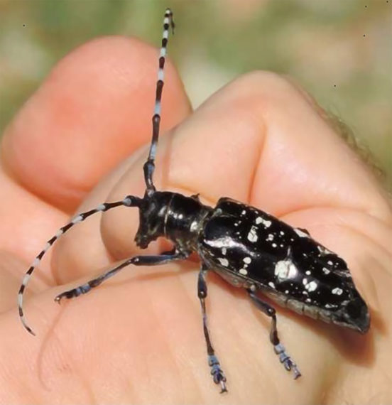 tarlo asiatico del fusto - anoplophora glabripennis